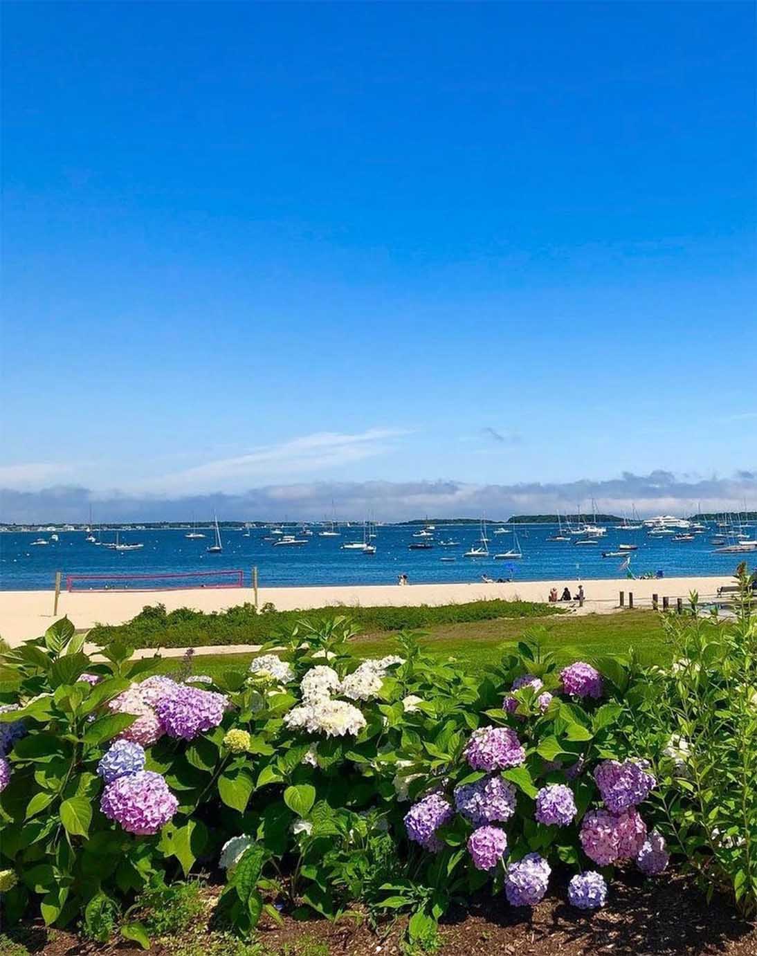 View of hydrangeas, beach, and bay filled with sailboats in Cape Cod