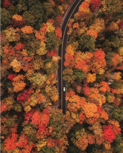 Bird's eye view of a white car travelling a road, surrounded by colorful fall trees