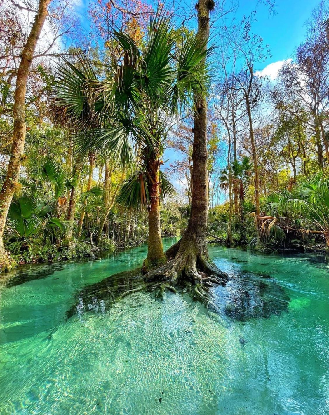 View of Florida Everglades