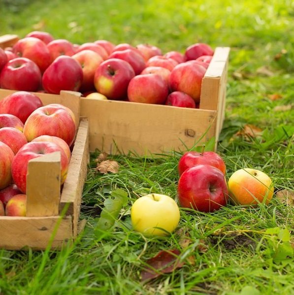 Crates of ripe apples placed on the grass