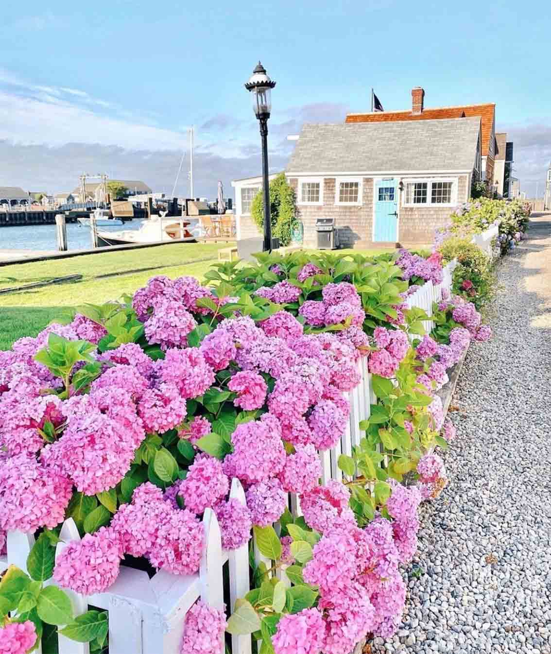 Hydrangea flowers in Cape Cod