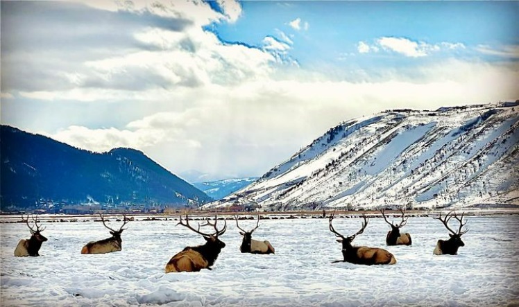 Wild elk among a snowy mountain backdrop at the National Elk Refuge in Jackson Hole, WY