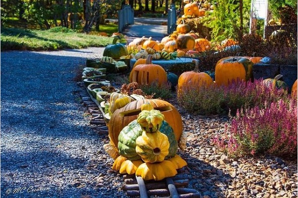 Pumpkins on display at the New Brunswick Botanical Gardens, carved and stacked to look like a train
