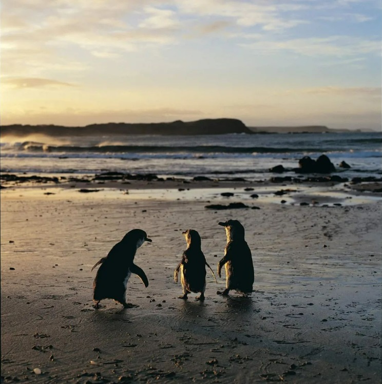 A group of penguins on the beach at sunset on Phillip Island, Australia