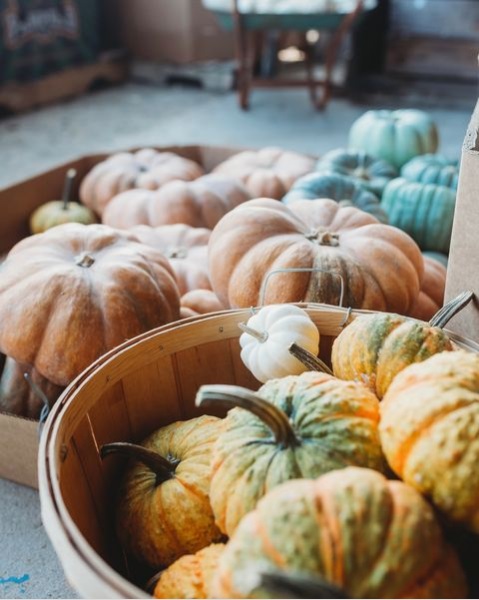 Closeup of buckets and boxes filled with different colored pumpkins