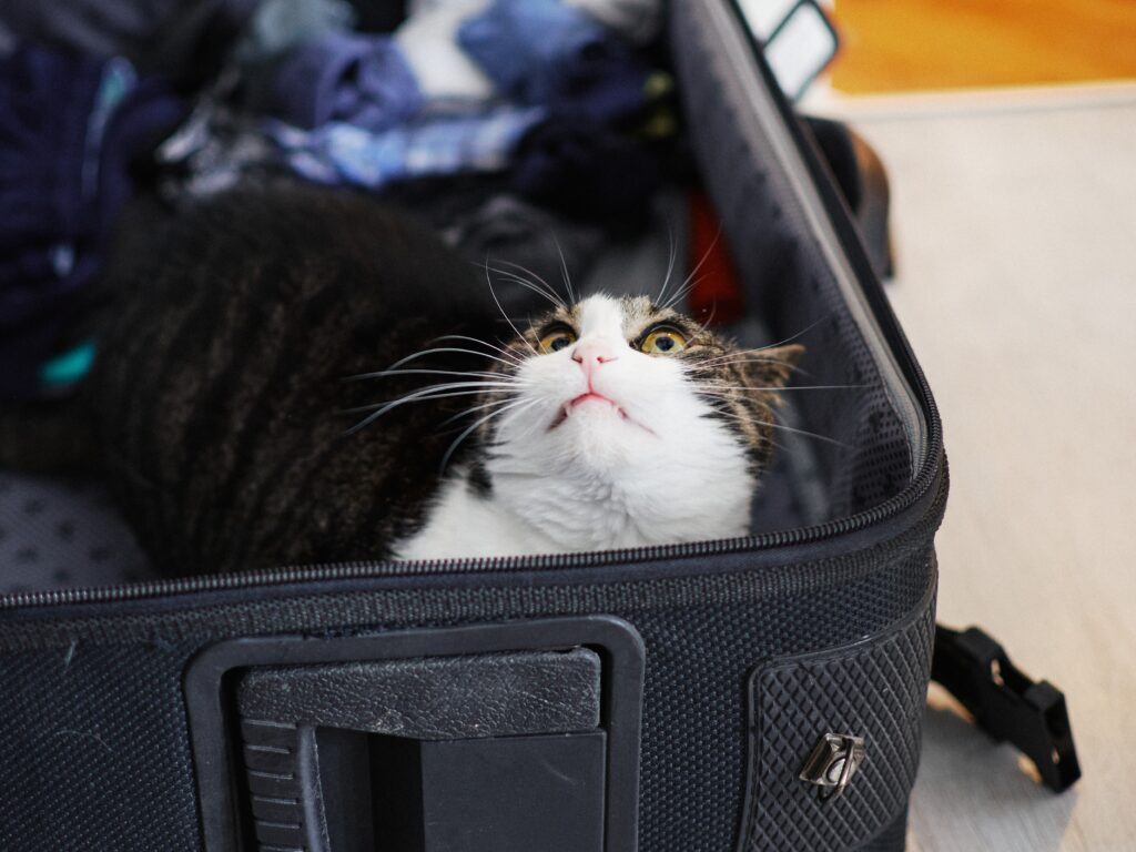 Cat inside moving luggage