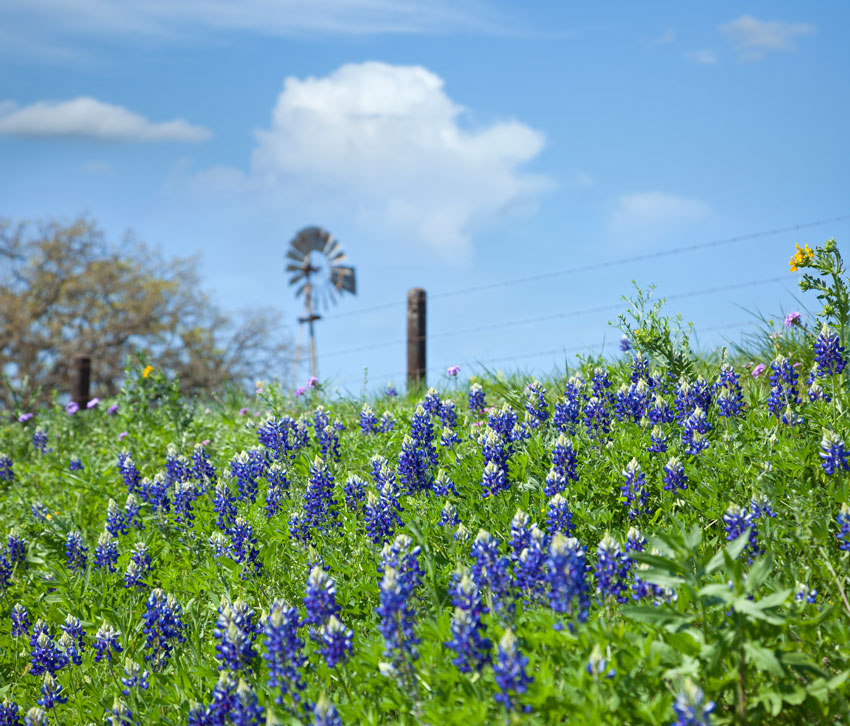 Field of bluebonnets and a windmill in the Texas Hill Country