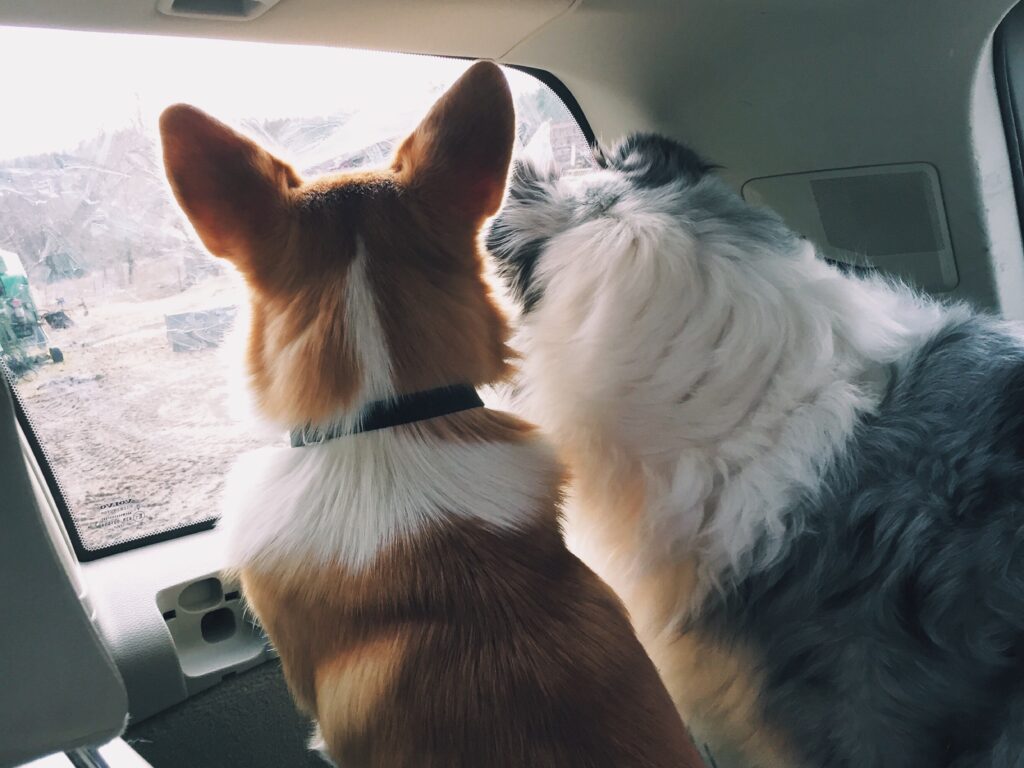 Pet dogs looking out of the car window 