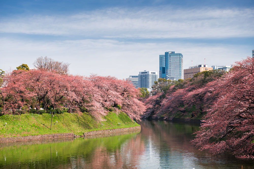 Cherry blossom trees in bloom in Tokyo, Japan, at Chidorigafuchi Imperial Palace moat
