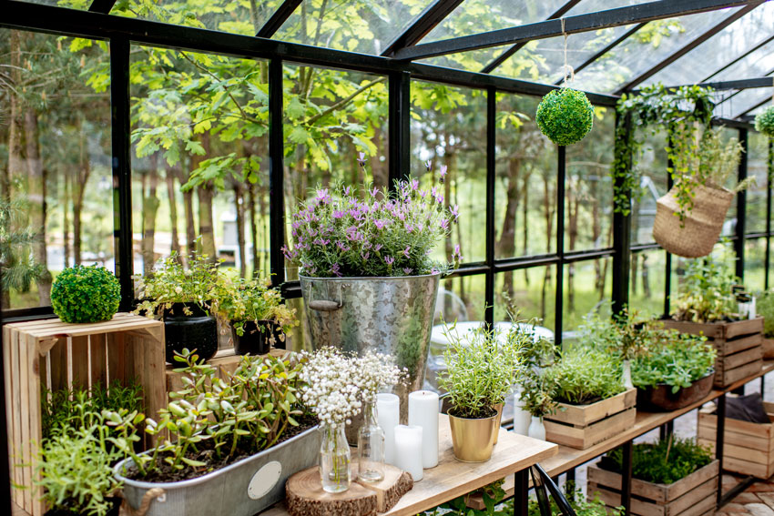 A greenhouse with hanging pots and benches for plants